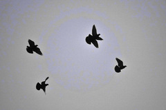 Columba livia domestica