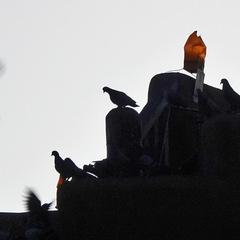 Columba livia domestica