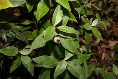 Coronidium telfordii