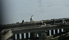 Phalacrocorax fuscescens