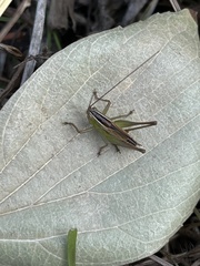 Conocephalus maculatus