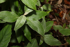 Coronidium telfordii