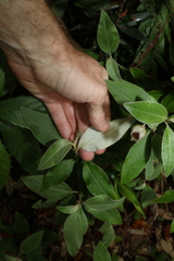 Coronidium telfordii