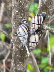 Drymaeus multilineatus