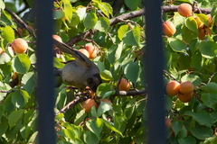Turdus falcklandii magellanicus
