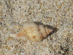 Austrofusus glans