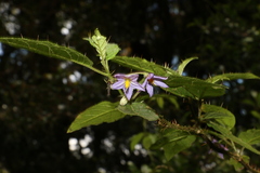 Solanum inaequilaterum