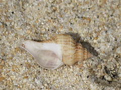 Austrofusus glans