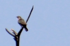 Chrysococcyx basalis