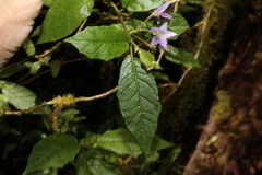 Solanum inaequilaterum