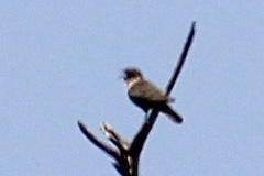 Chrysococcyx basalis