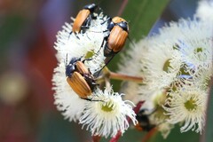 Phyllotocus rufipennis