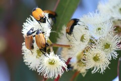 Phyllotocus rufipennis