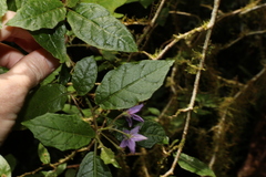 Solanum inaequilaterum