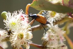 Phyllotocus rufipennis