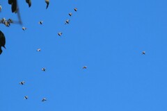 Phyllotocus rufipennis