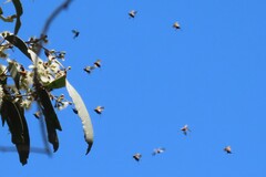 Phyllotocus rufipennis