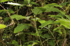 Solanum inaequilaterum