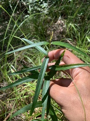 Thyrsanthella difformis