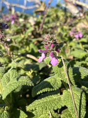 Stachys bullata