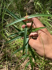 Thyrsanthella difformis
