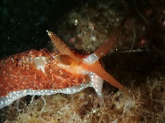 Baeolidia australis