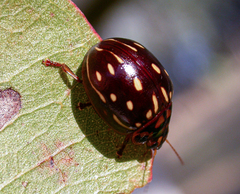 Paropsisterna anomala