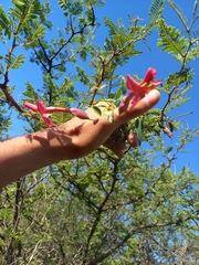 Dolichandra cynanchoides