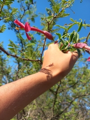 Dolichandra cynanchoides