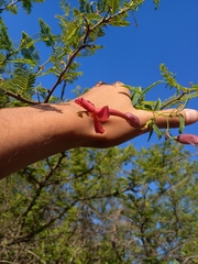 Dolichandra cynanchoides