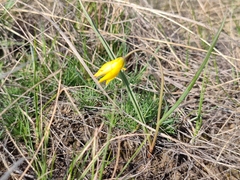 Tulipa sylvestris australis