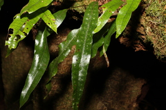 Microsorum pustulatum pustulatum