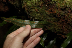 Microsorum pustulatum pustulatum