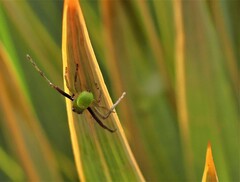 Diaea