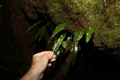 Microsorum pustulatum pustulatum