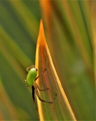 Diaea