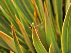 Diaea
