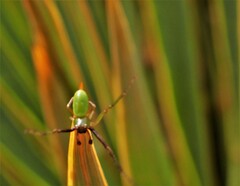 Diaea