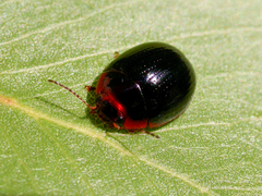 Paropsisterna rufipes