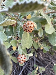 Buddleja marrubiifolia