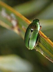 Pyronota