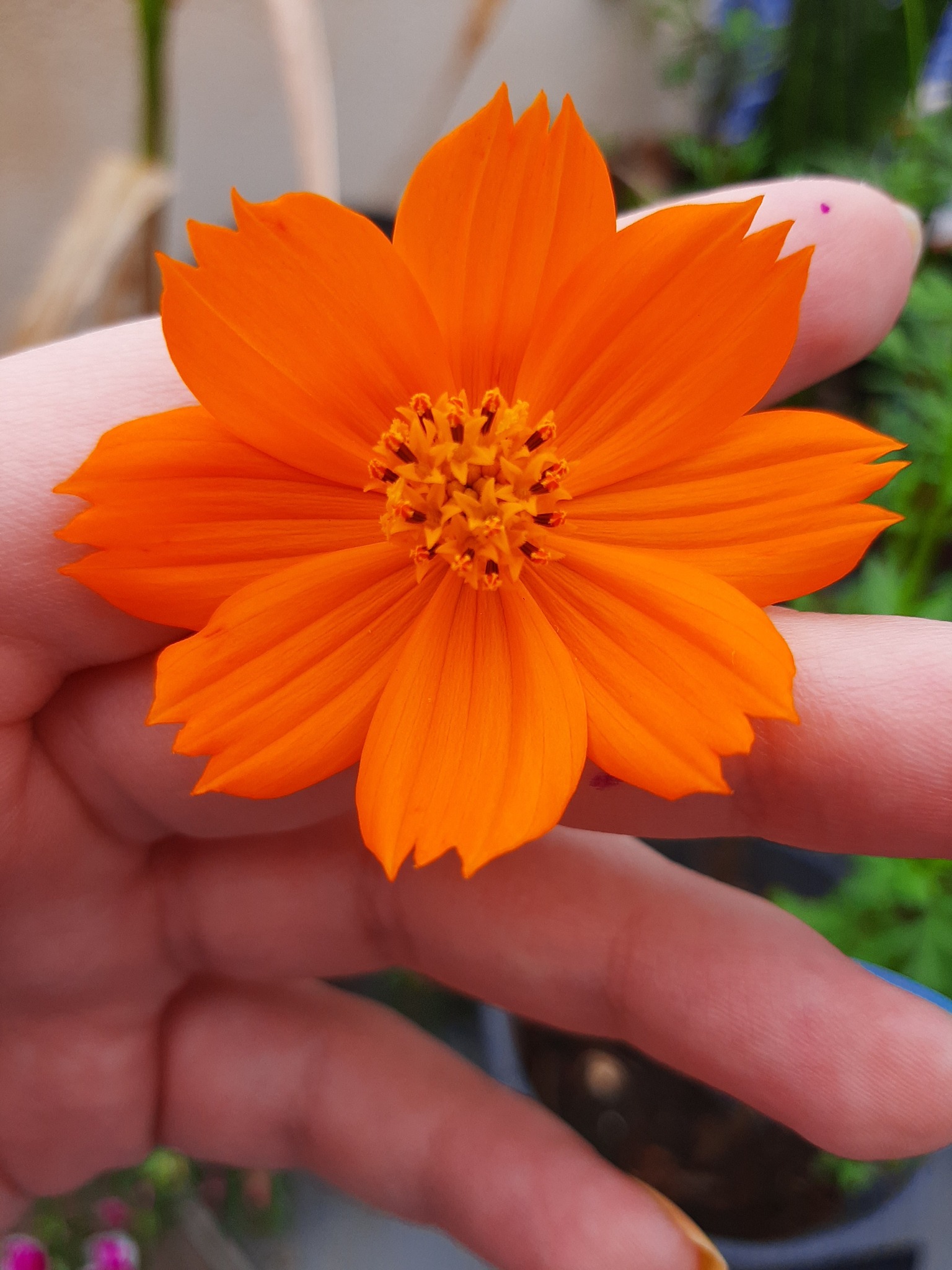 Cosmos sulphureus