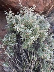 Buddleja marrubiifolia