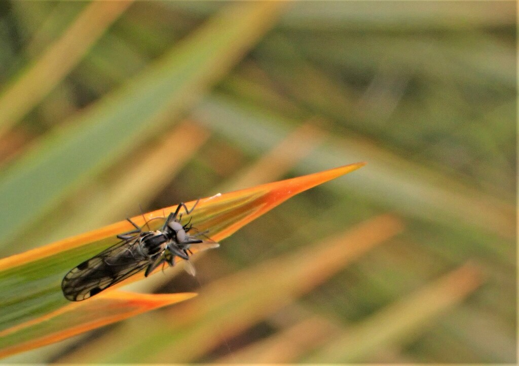 Homalocnemis inexpleta