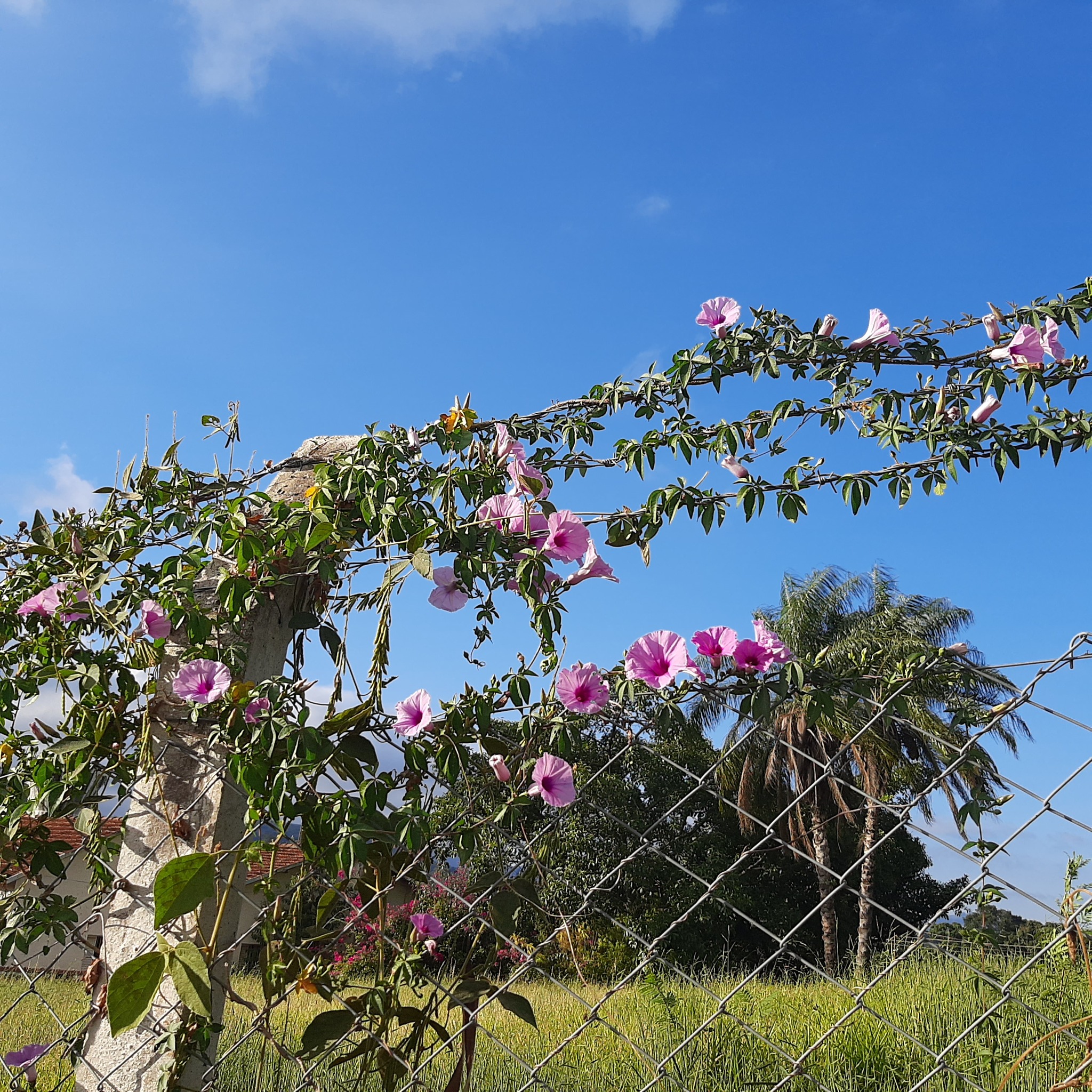 Ipomoea cairica