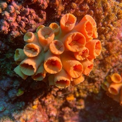 Tubastraea coccinea