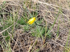 Tulipa sylvestris australis