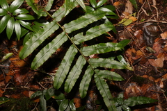 Blechnum wattsii
