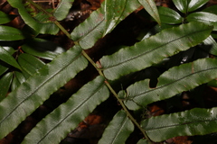 Blechnum wattsii