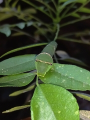 Papilio polytes romulus
